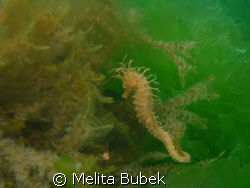 little seahorse (hippocampus ramulosus) in seasalat, izol... by Melita Bubek 